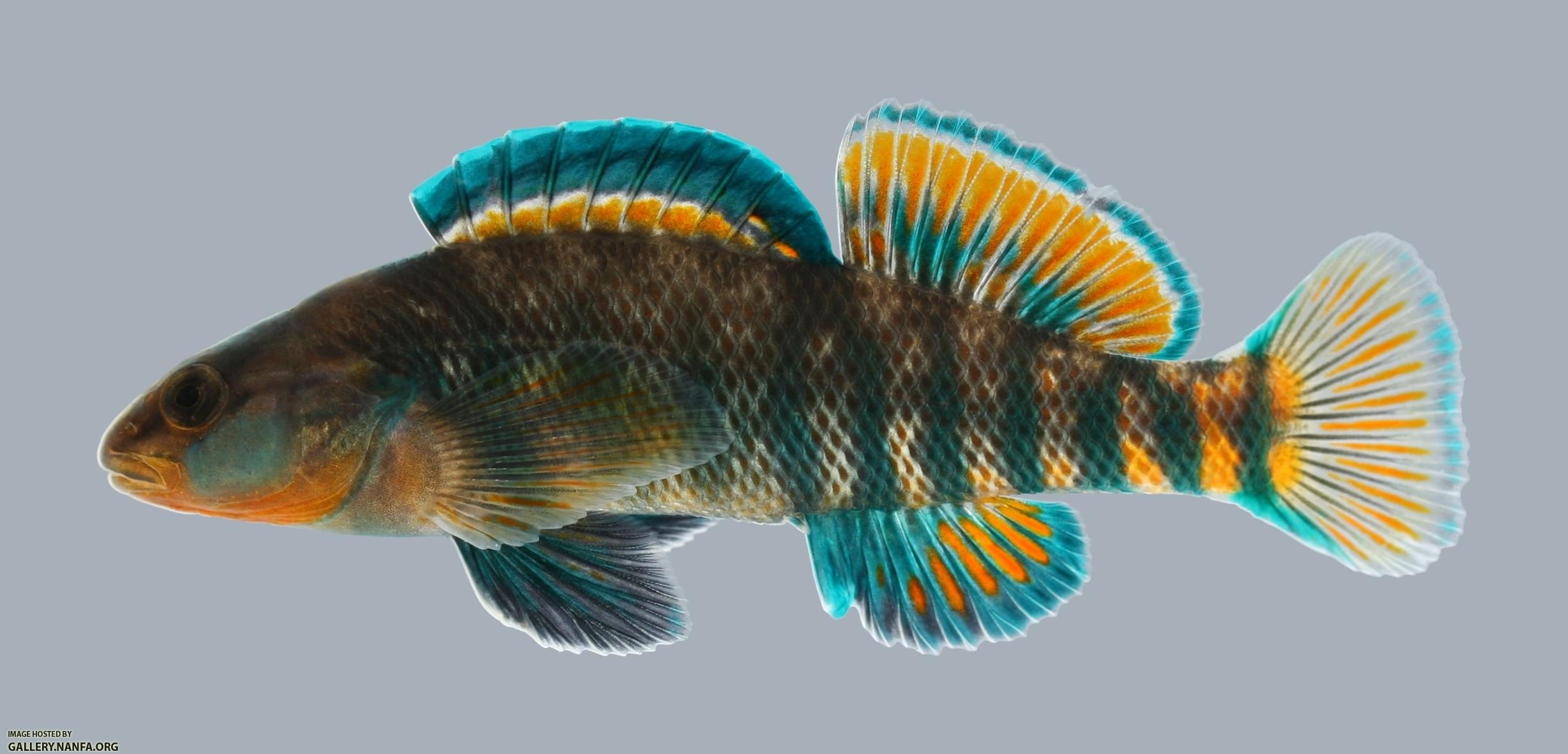 Etheostoma caeruleum Rainbow Darter 3 male
