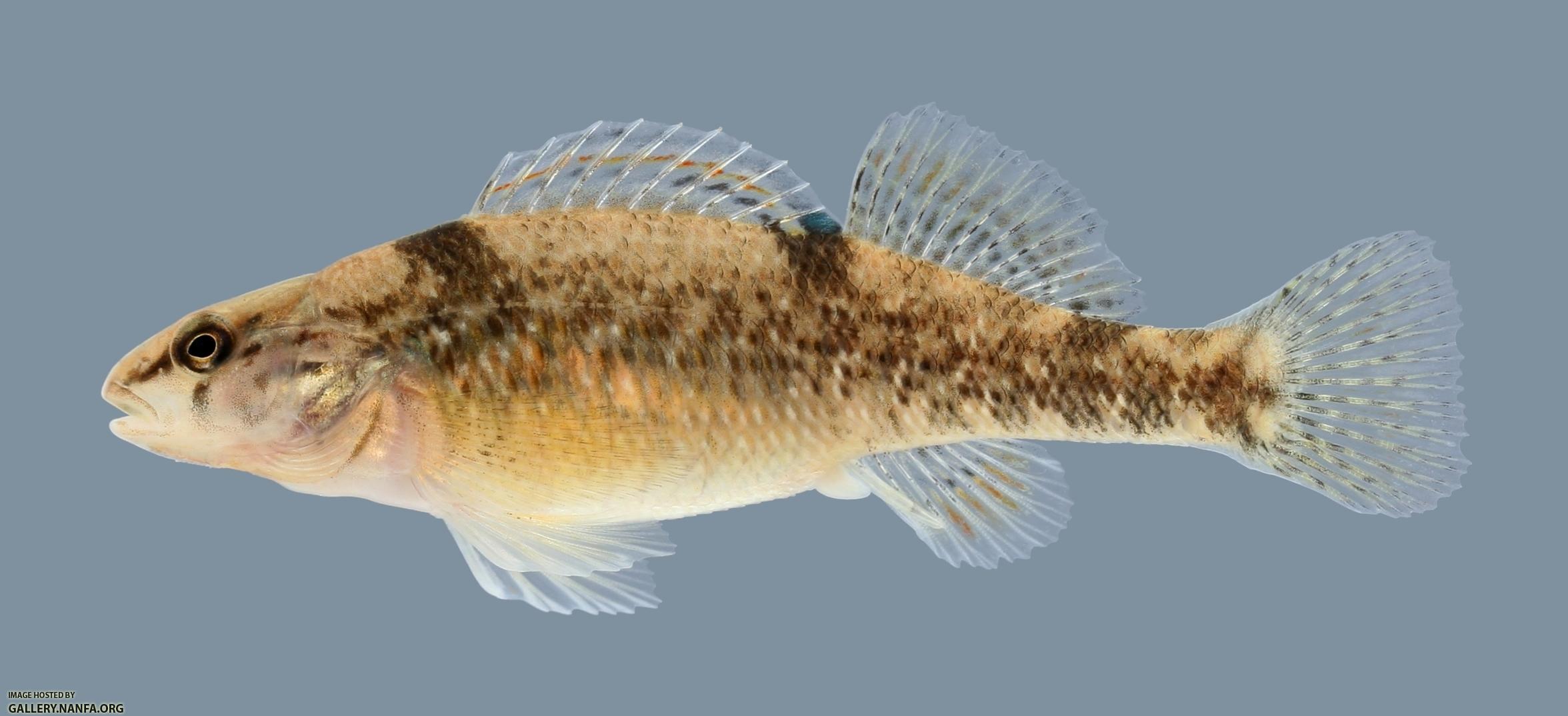 Etheostoma caeruleum Rainbow Darter Female 3