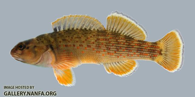 Etheostoma camurum  Bluebreast Darter Male 2