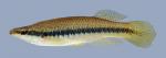 Fundulus olivaceus  Blackspotted Topminnow 2000