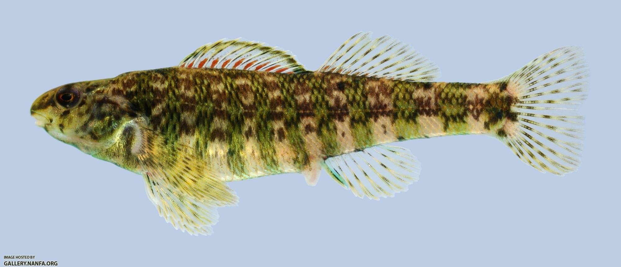 Etheostoma zonale Banded Darter female-2000