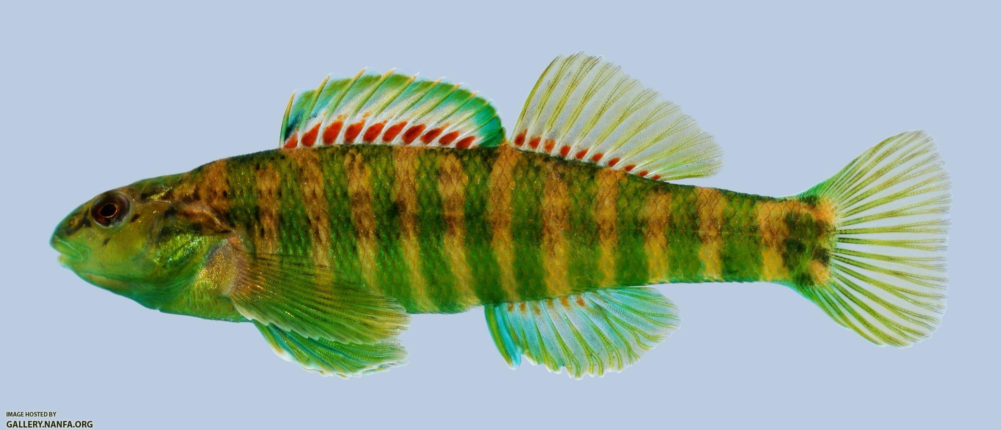 Etheostoma zonale Banded Darter Male-2000