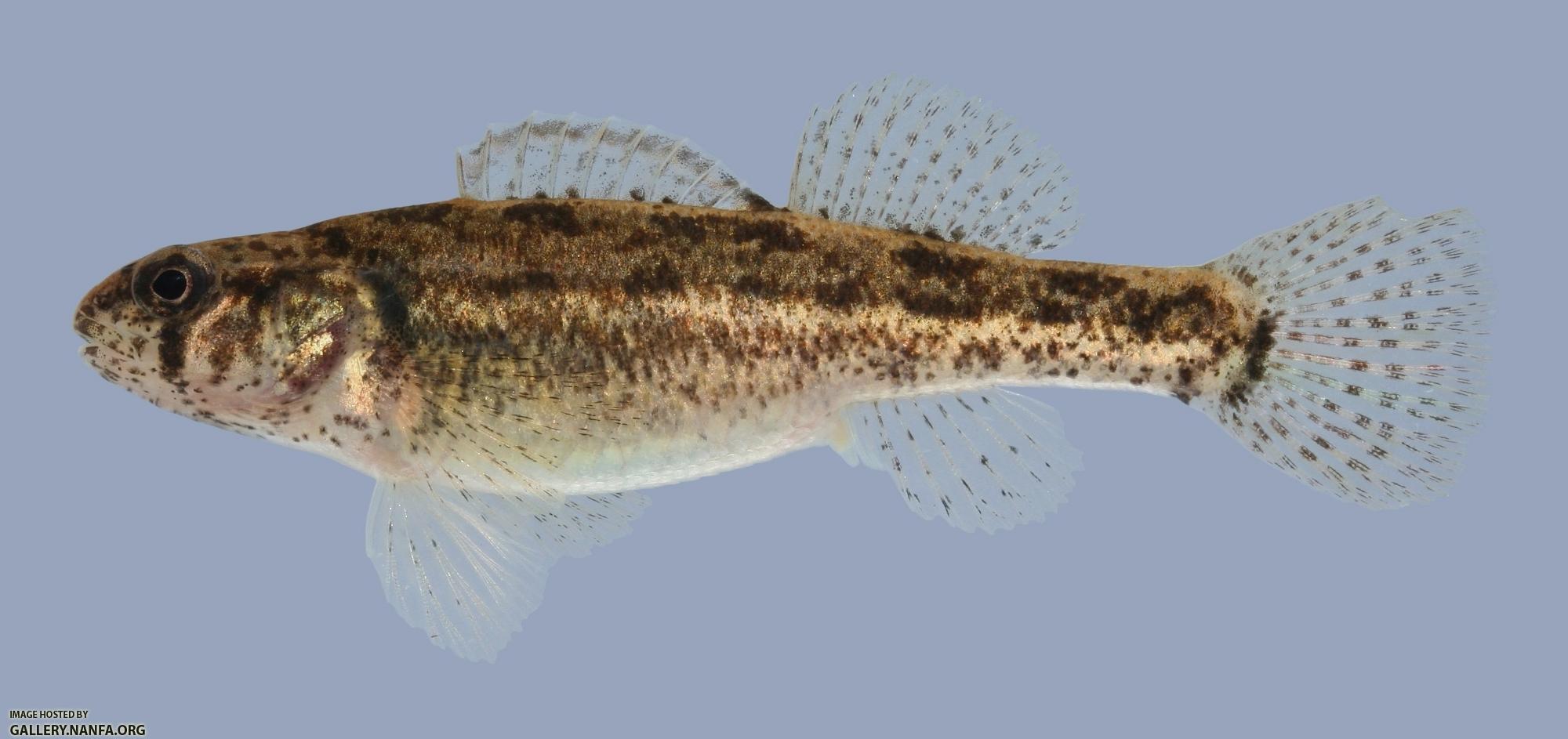 Etheostoma cragini Arkansas Darter female 1-2000