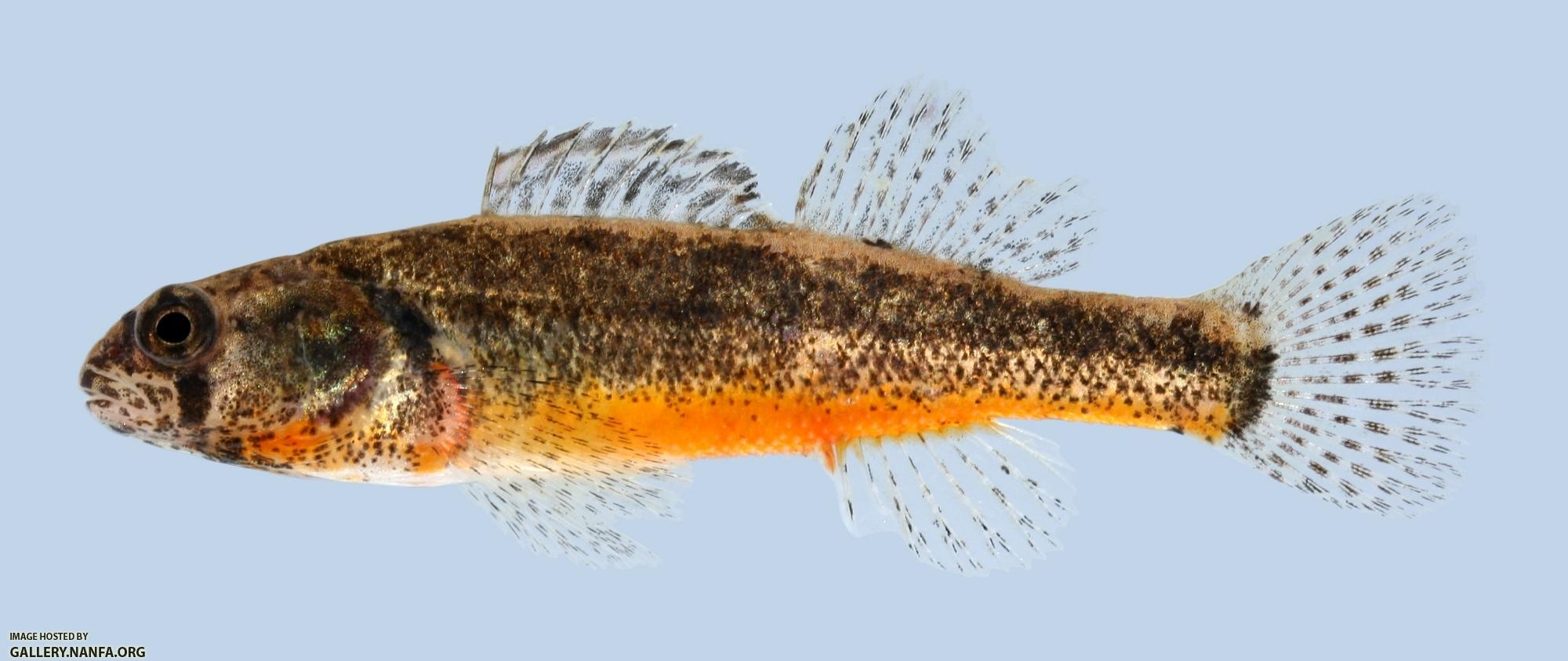 Etheostoma cragini Arkansas Darter male 1-2000