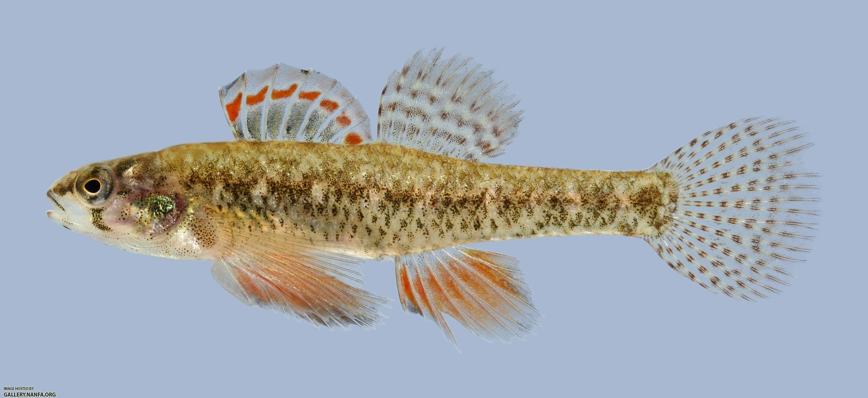 Etheostoma microperca  Least Darter male