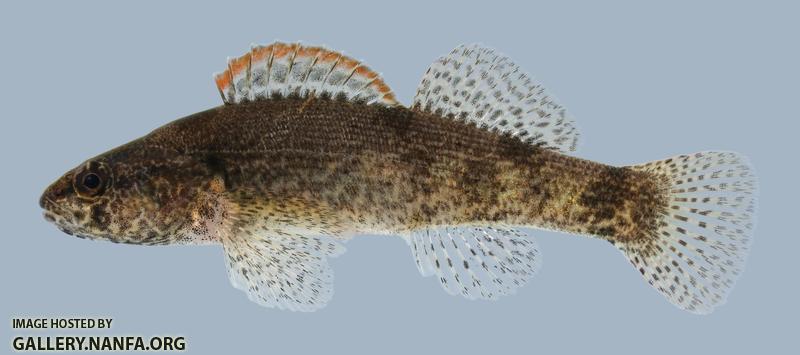 Etheostoma punctulatum  Stippled Darter