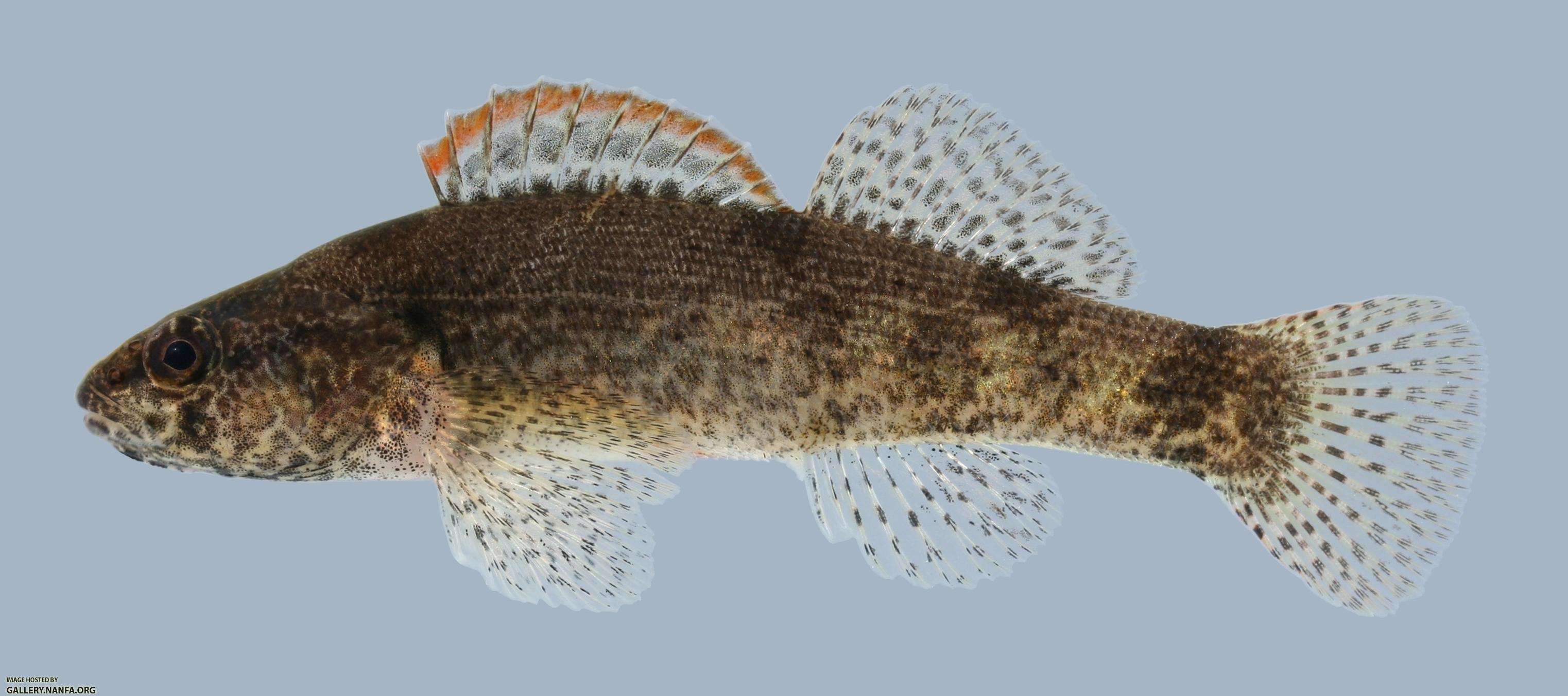 Etheostoma punctulatum  Stippled Darter