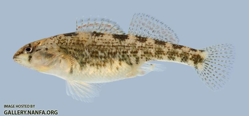 Etheostoma spectabile Orangethroat Darter female-2000