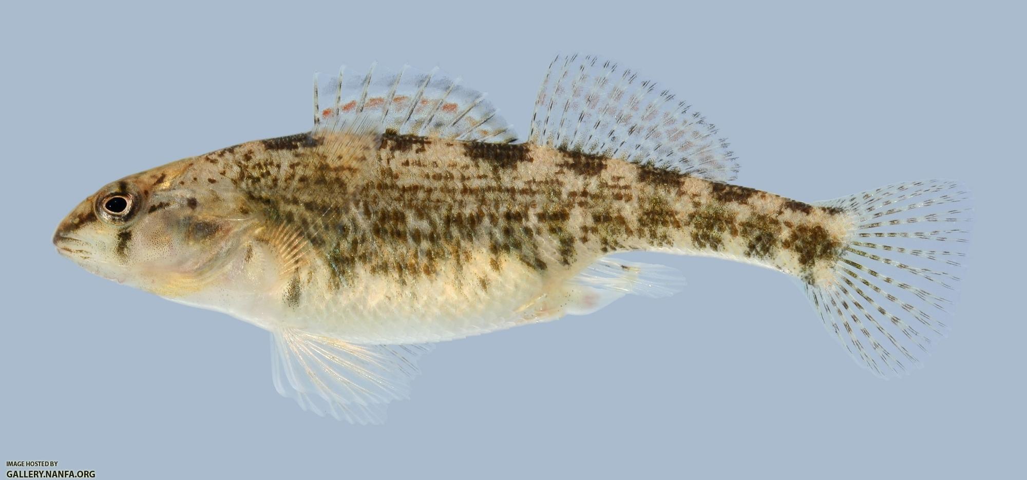 Etheostoma spectabile Orangethroat Darter female-2000