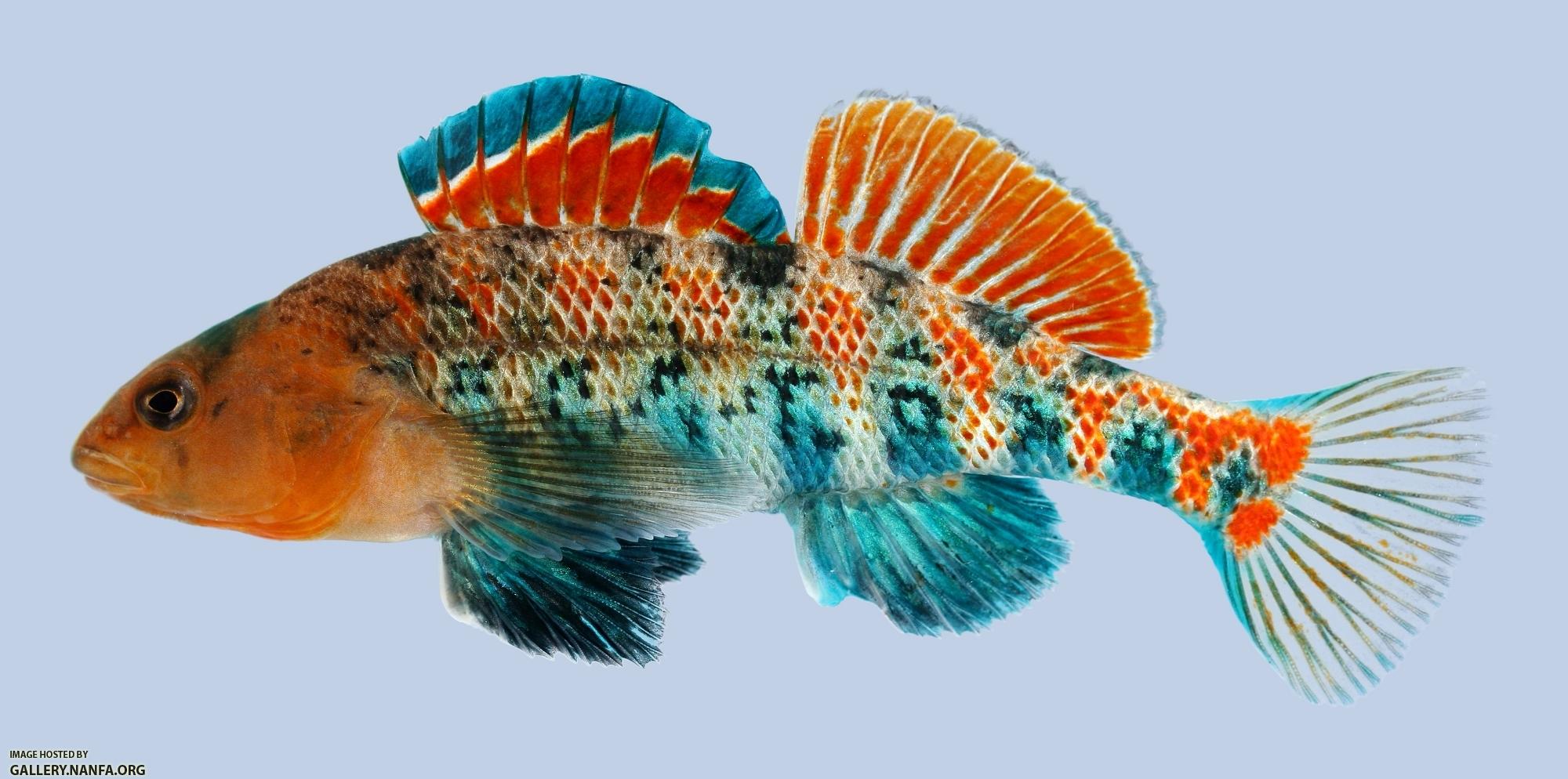 Etheostoma spectabile Orangethroat Darter male-2000