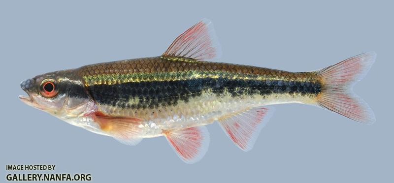 Luxilus cardinalis Cardinal Shiner  2-2000