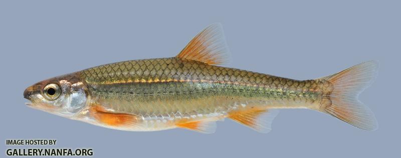 Notropis nubilus  Ozark Minnow-2000