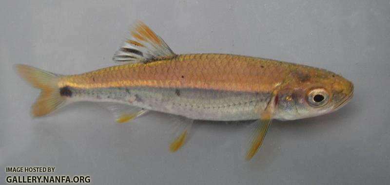 Tricolor