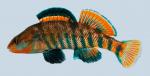 Etheostoma caeruleum Rainbow Darter male 