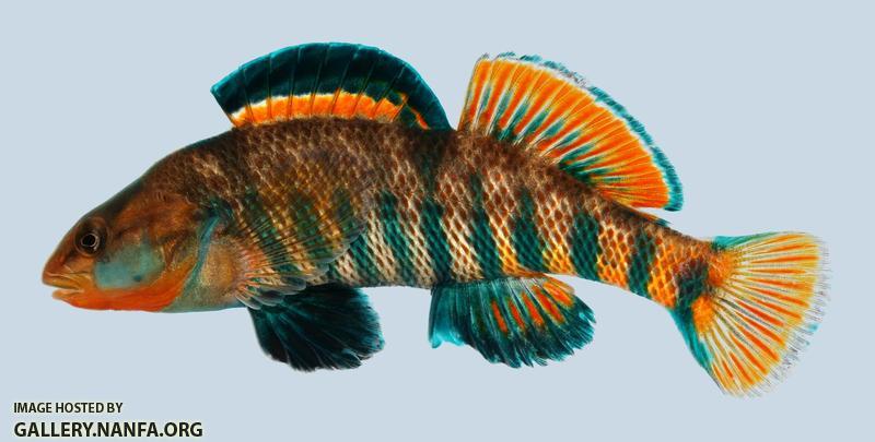Etheostoma caeruleum Rainbow Darter male 