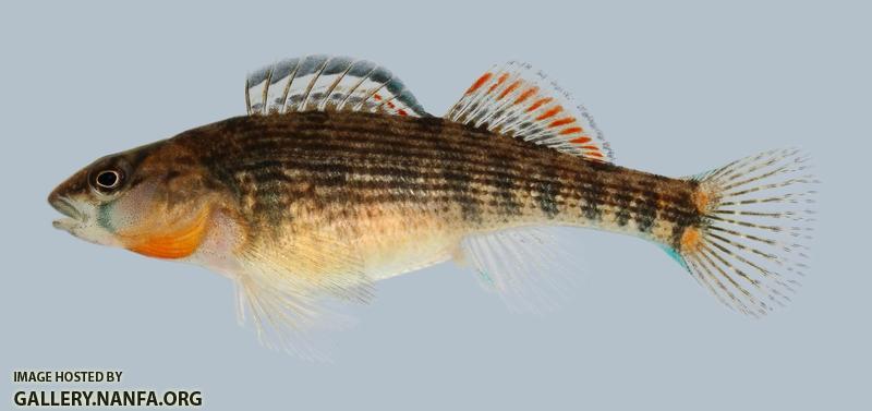 Etheostoma spectabile Orangethroat Darter Female 