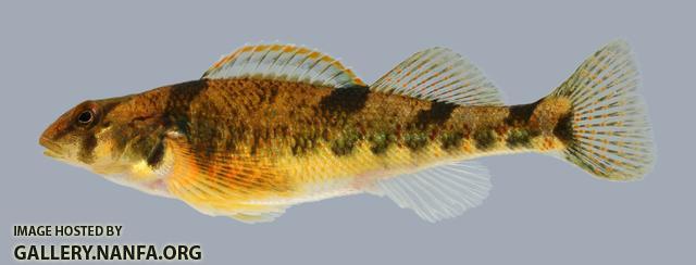 Etheostoma tetrazonum Missouri Saddled Darter female 