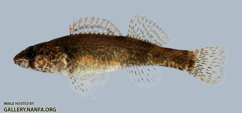 Etheostoma punctulatum  Stippled Darter 2