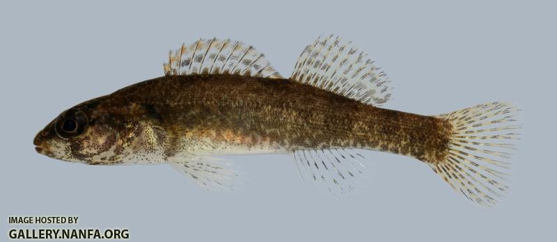 Etheostoma punctulatum Stippled Darter 3 