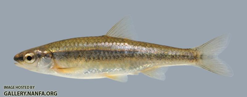 Notropis nubilus  Ozark Minnow 