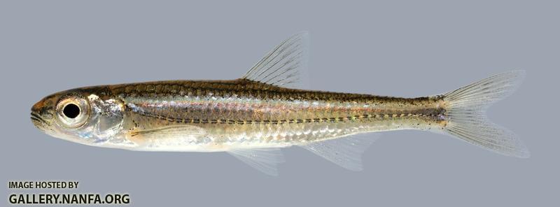 Notropis telescopus Telescope Shiner 