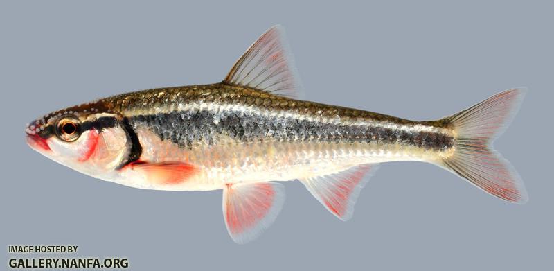 Luxilus zonatus Bleeding Shiner 