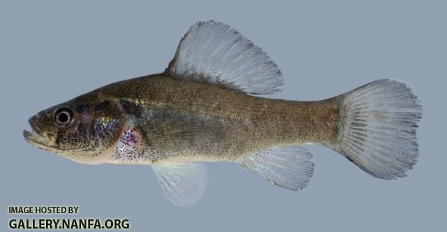 Aphredoderus sayanus Pirate Perch 