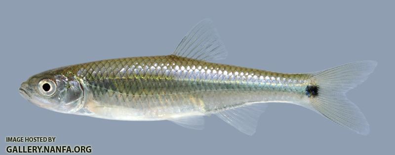 Cyprinella venusta  Blacktail Shiner 