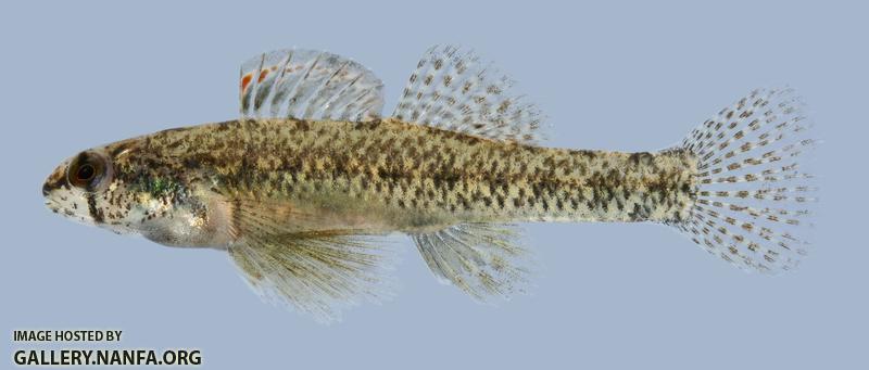 Etheostoma proeliare Cypress Darter male 1