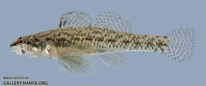 Etheostoma proeliare Cypress Darter Male 2
