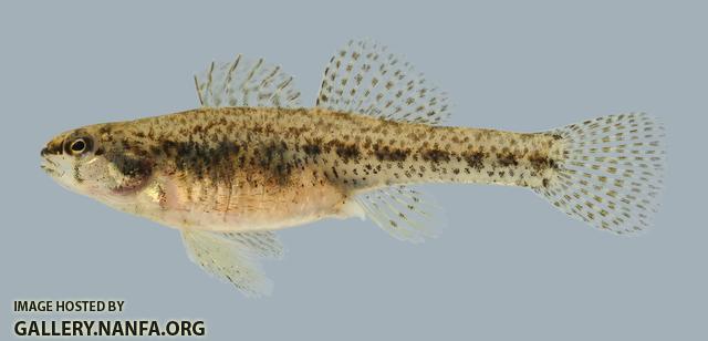 Etheostoma proeliare Cypress Darter Female 2 