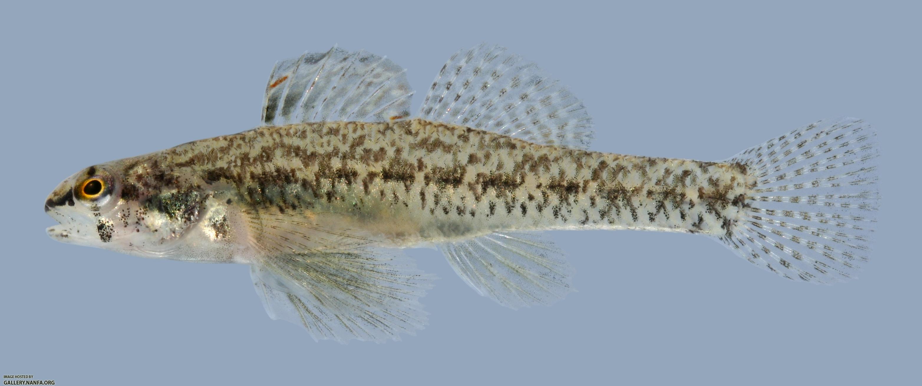 Etheostoma proeliare Cypress Darter Male 2
