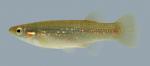 Fundulus chrysotus Golden Topminnow 1