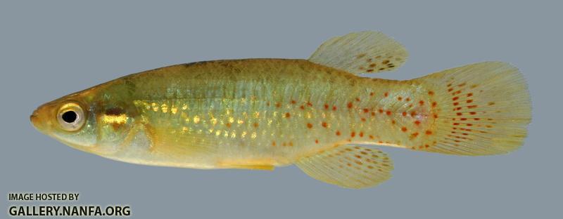 Fundulus chrysotus Golden Topminnow 3 