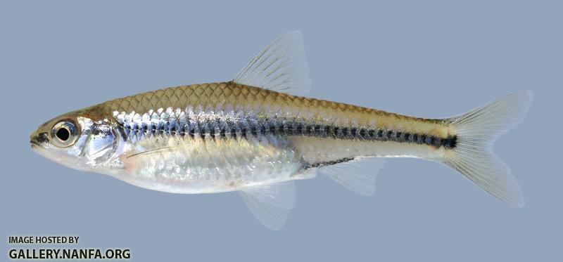 Notropis texanus  Weed Shiner