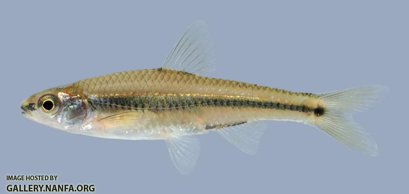 Notropis texanus Weed Shiner 