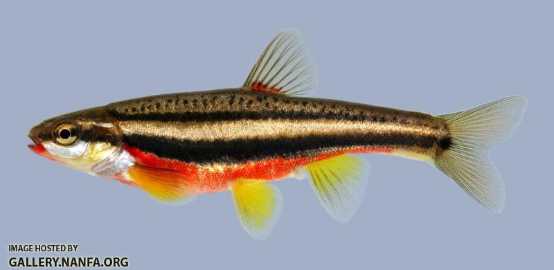 Chrosomus erythrogasterSouthern Redbelly Dace