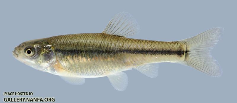 Pimephales promelas  Fathead Minnow 