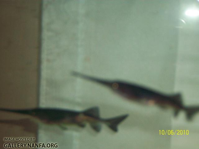 paddlefish 004S