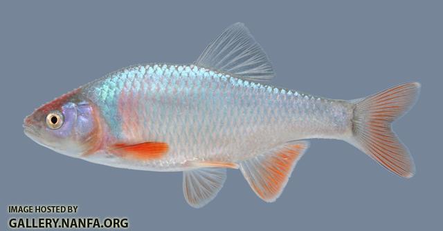 Cyprinella lutrensis  Red Shiner  108.1