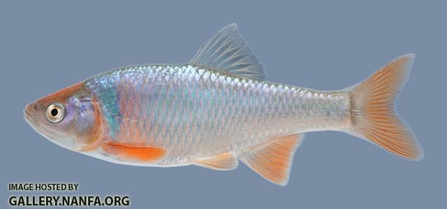 Cyprinella lutrensis  Red Shiner  264.2