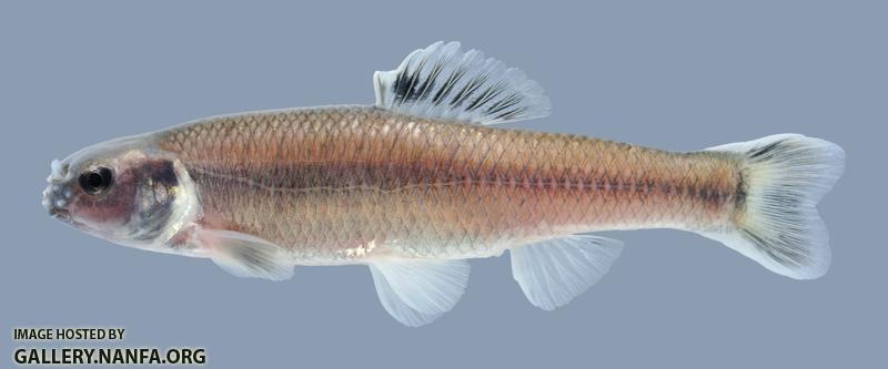 Pimephales notatus Bluntnose Minnow 