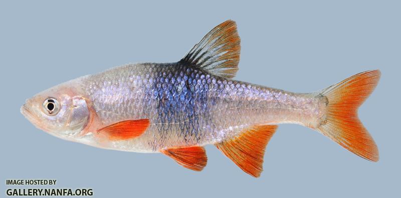 Lythrurus umbratilis Redfin Shiner 465.1