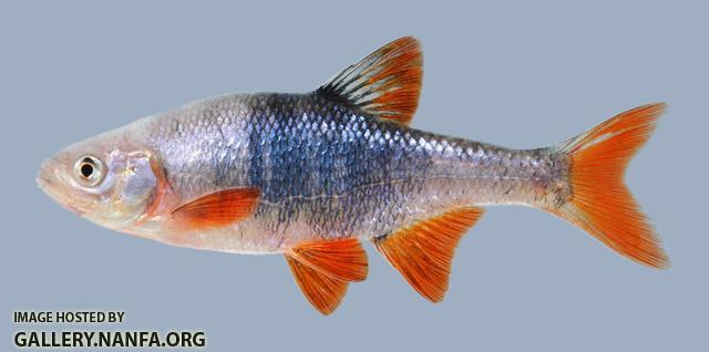 Lythrurus umbratilis Redfin Shiner 690.1