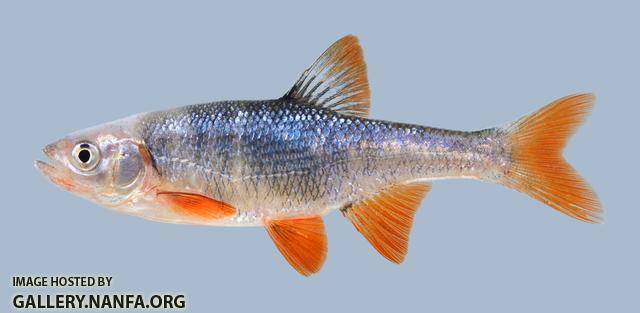 Lythrurus umbratilis Redfin Shiner  510.1