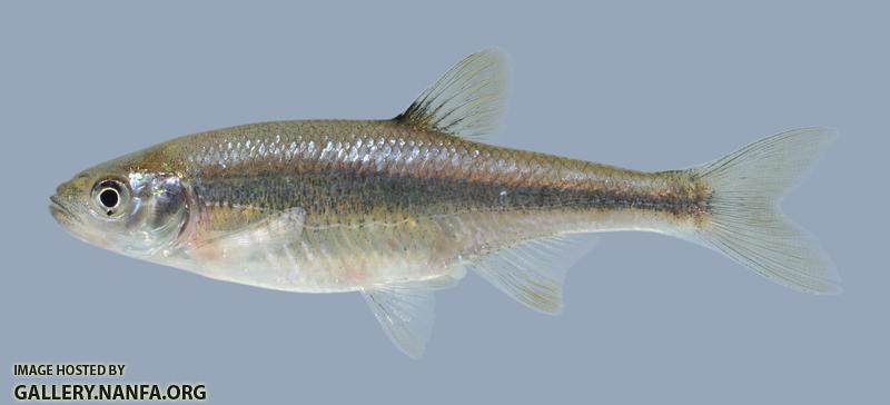 Lythrurus umbratilis Redfin Shiner 601.2