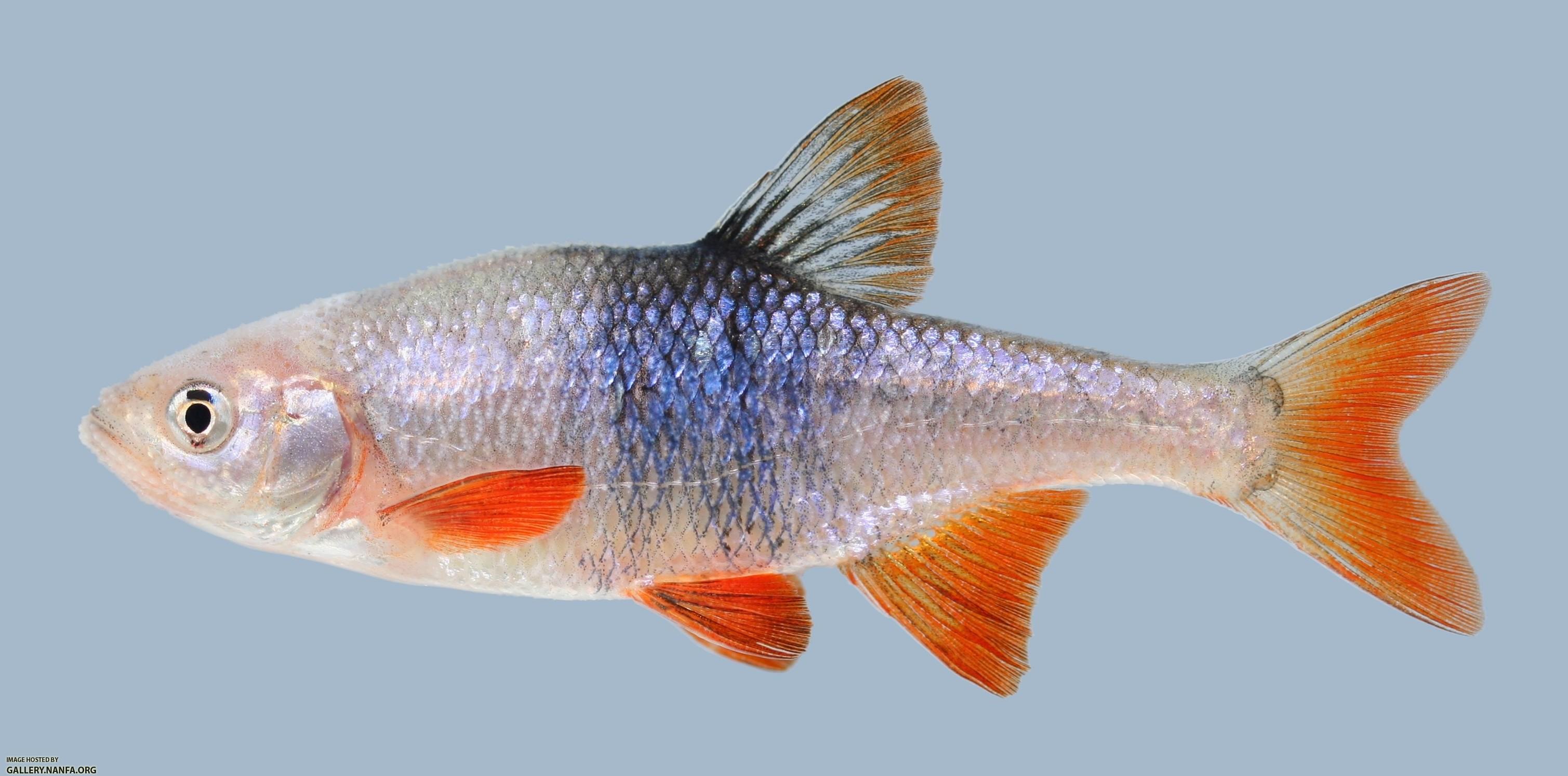 Lythrurus umbratilis Redfin Shiner 465.1