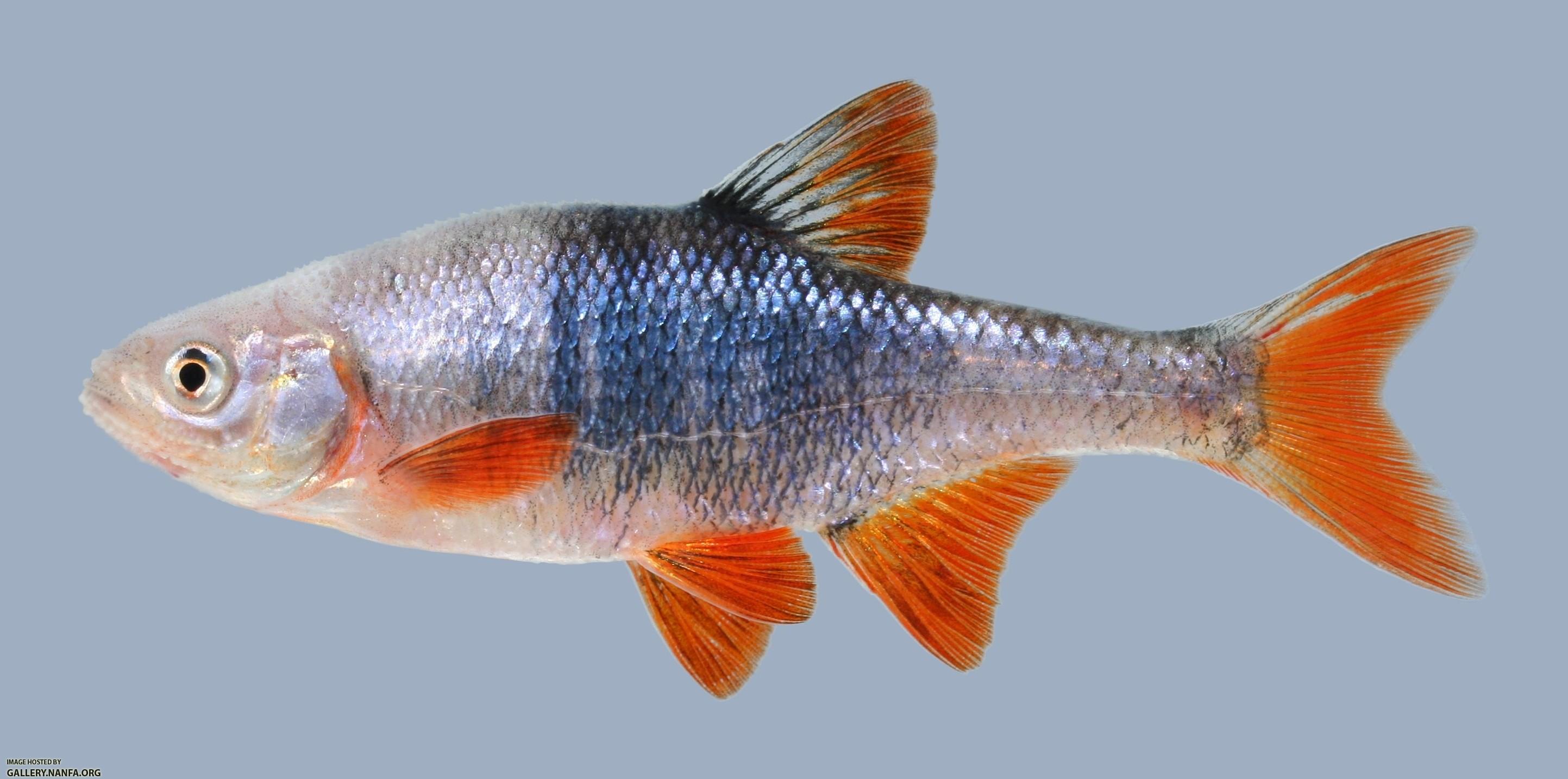 Lythrurus umbratilis Redfin Shiner 690.1