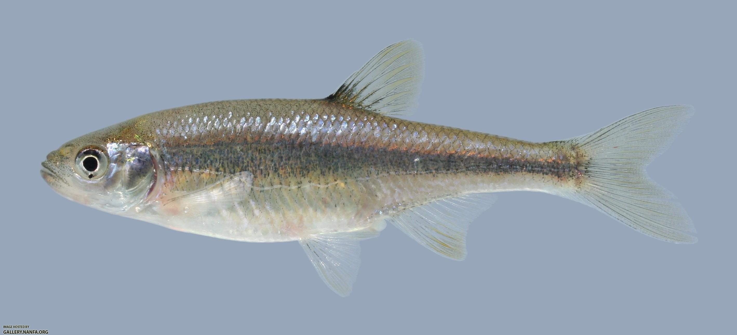 Lythrurus umbratilis Redfin Shiner 601.2