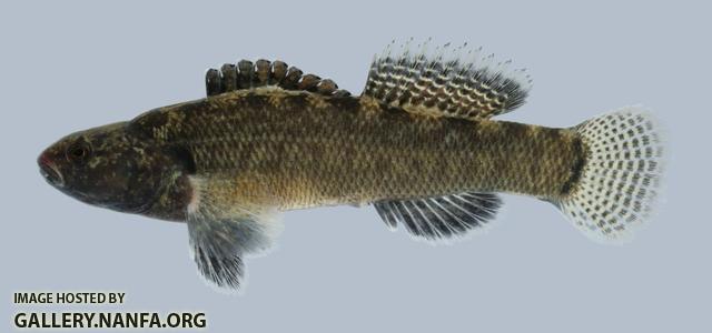 Etheostoma crossopterum  Fringed Darter Male 1.1